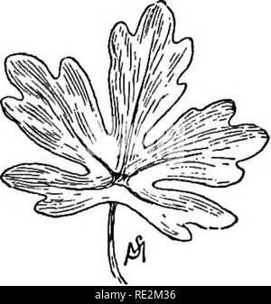 . Champ de fleurs familières et jardin ;. La botanique. Juin, Juillet et août. 115. Canary-Bird la feuille de vigne. major est une splendide variété pour grimper sur les clôtures, et ainsi de suite, et son feuillage est de croissance ranker. De ces trois variétés- le nain semble la plus satisfaisante, car elle nécessite le moins d'attention, prend le moins de place et assure le maximum de retours ; avec une centaine de plantes, énoncées avec précision, on devrait être en mesure de recueillir un tu- fleurs de sable d'une journée à la hauteur de la saison ; ce ne serait pas possible avec l'un des autres variétés. TropoBolumperegrinum est un très près de rela Banque D'Images