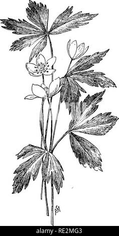 . Champ de fleurs familières et jardin ;. La botanique. 16 CHAMP DE FLEURS FAMILIERS ET JARDIN.. Anemone nemorosa. L'Anémone des bois, l'anémone des bois. orWiadflower peally appartient à Anemone nemorosa. t t t f t l'arrêt éclairé des bois de printemps, lorsque le feuillage est in- développé et son ombre est mince et inégale ; mais j'ai souvent trouvé la Montagne Blanche le bois. Le livre vert, trois faces gousse ressemble à un beechnut. Uvularia perfoliata chez est un très proche de la rela- tion à l'étude de la fleur, avec les différences que M. Goodale explique pleinement dans son livre intitulé Les Fleurs sauvages d'Amérique. Il s'agit d'sufiicien Banque D'Images