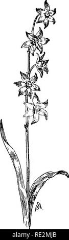 . Champ de fleurs familières et jardin ;. La botanique. 4 CHAMP DE FLEURS FAMILIÈRES ET JARDIN. Dans Eoxbury dont le cours avant sont égayé par cette pathétique, retombant petite fleur dès que le gel va lui permettre d'apparaître. Il est étonnant de voir la courageuse petite chose accroché sa tête dainty sur des plaques de glace et de neige qui persistent dans le milieu de mai-ch ! Quand la neige et la fleur sont considérés ensemble, donc nous sommes surpris par l'incongruité de la situation : la mort et de la vie côte à côte sur l'aube de l'an vivant. Le 1er janvier, le nouvel- le jour de l'an, n'est qu'un nom ; la rea Banque D'Images