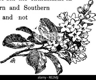 . Champ de fleurs familières et jardin ;. La botanique. Champ de fleurs familières et jardin. CHAPTEE I. MARS ET AVRIL. Arbutiis au printemps éternel. Épigée rampante, parmi les fleurs préférées du printemps, ou Mayflower. ^^ ^j Mayflower du pèlerin semble tenir e^igdBa repens. la première place dans le coeur d'un New-Englander lojal. Il a même été suggéré comme fleur nationale pour notre pays. Mais le bord de l'arbousier est trop locales pour susciter l'intérêt enthousiaste dans- l'Ouest et du sud de nos compatriotes ; et il n'y a pas longtemps, lorsque l'objet d'une nation- al- flowei tgia-, a été déclaré un envoi plus Banque D'Images