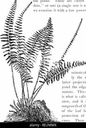 . Botanique élémentaire. La botanique. 252 MORPHOLOG Y. partie médiane vers la fin. C'est à cause du plus court pinna ; ici. 531. ''Dots de fruits" (soriis indusie,).-Si nous examinons le dessous de ces courts pinna ; de la fougère de Noël, nous voyons qu'il y a deux rangées de petits points, une ligne circulaire de chaque côté de , la penne. On les appelle les " t'ruit, dots" ou sori (un seul est un sore). Si nous l'examiner avec un bas iiower du mi- croscope, ou avec un p o c k e t l'objectif, nous voyons qu'il y a un c i r c u 1 disque ar qui c o vers plus ou moins com- pletelyvery minute objets, Banque D'Images