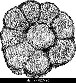 . Manuel d'horticulture américaine ... Jardinage ; jardinage ; la culture de fruits. Fig. 53.-Sawed-ofE section d'un arbre de pont.. Veuillez noter que ces images sont extraites de la page numérisée des images qui peuvent avoir été retouchées numériquement pour plus de lisibilité - coloration et l'aspect de ces illustrations ne peut pas parfaitement ressembler à l'œuvre originale.. Budd, Joseph L, Hansen, Niels Ebbesen, 1866-1950. New York, J. Wiley &AMP ; fils ; [etc. , Etc. ] Banque D'Images