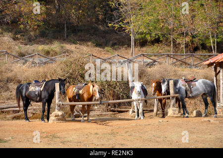 Les chevaux près du lac Kerkini-Greece Banque D'Images