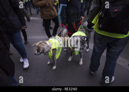 Paris, France. . 19 Jan, 2019. Deux chiens vu portant un gilet jaune, le symbole du mouvement au cours d'une manifestation contre le président français Macron politiques. Gilet jaune et manifestants réunis ont défilé dans les rues de Paris un autre samedi sur ce qu'ils appellent la loi X contre le président français, Emmanuel Macron ses politiques. Crédit : Bruno Thevenin/SOPA Images/ZUMA/Alamy Fil Live News Banque D'Images