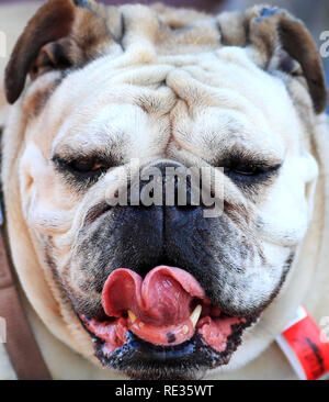 Los Angeles, USA. 19 Jan, 2019. Un bouledogue grimaces dans le bull-dog Derby à Los Angeles, États-Unis, le 19 janvier 2019. Crédit : Li Ying/Xinhua/Alamy Live News Banque D'Images