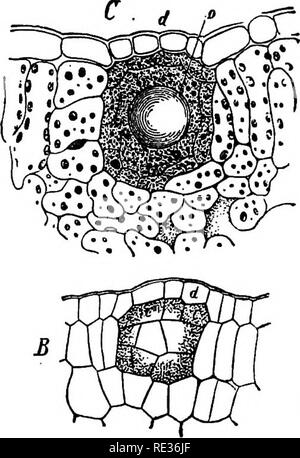 . Anatomie végétale du point de vue du développement et les fonctions des tissus, et le manuel de micro-TECHNIC. Anatomie végétale. Fig. III.-Schizogenous canal résinifère dans la jeune pousse de lierre (Hedera helix), comme vu en section transversale. Un début, et B, étape ultérieure dans la formation de l'air, g, le conduit à maturité ; c, cambium : ^b, phloème ; b, fibres libériennes. (Selon Sachs.). Fig. 112.-Lysigenous gland dans la feuille de Dictamnus fraxinella. 5, les jeunes cellules glandulaires, avec début de sécréter l'huile ; C, où la maturité des cellules qui sécrètent l'glande ont échoué et laissé leur sécrétion dans la cavité ainsi formée ; o Banque D'Images