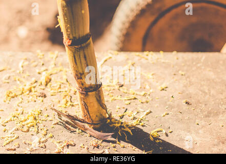 La canne à sucre sur un fond de bois et de la mécanique. L'épluchage de canne à sucre. Texture rustique (Saccharum officinarum) Banque D'Images