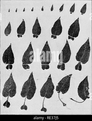 . Principes de botanique. La botanique. Perte de l'eau 25 du pot sera bientôt assombrie par une fine couche d'humidité, et dans un délai très court, cette humidité commencera à recueillir à l'aide de gouttes (Fig. 13).. Fig. 15.-Aslcr Sp. Série de feuilles, tous d'une plante, montrant une transition de pétiolées (coin inférieur droit) spécimen à feuilles sessiles. (Photo, par l'auteur.) La surface de la jarre de contrôle restent parfaitement secs. Si l'expérience est définie dans le soleil, le résultat sera grandement accélérée. Cette perte d'eau de l'intérieur de la vie. Veuillez noter que ces images sont extraites d'un balayage pa Banque D'Images