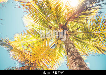 Coco sur cocotier (Cocos nucifera) Banque D'Images