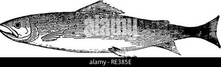 . Champ, couvrir, et le tir au pigeon. Les tireurs qualifiés pour faire place au conseils pratiques ; les directives pour les jeunes sportifs et les habitudes de hante ; gibier ; vol et resorts de poules d'eau ; et la rupture de l'élevage des chiens. La prise de vue ; les chiens. BARTON, ALEXANDER, &AMP ; Waller, 101 et 103 Duane Street, New York, "les importateurs et négociants en Culasse et Muzzle-Loading les armes à feu de l'AAS. Les meilleurs fabricants. KIFLES, pistolets, des munitions, et les sportifs de tous les biens du Kincb. Attirail de pêche de EVEET VARIÉTÉ. Les hameçons, des tiges, des moulinets, des lignes, &lt;5rv. Les mouches artificielles et appâts sur la main, et fait sur commande. Plus belle qualité bambou fendu FLY R Banque D'Images