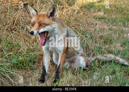 Un portrait d'un chien mâle fox assis sur l'herbe avec sa bouche grande ouverte le bâillement Banque D'Images