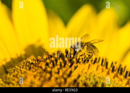 Une abeille domestique (Apis mellifera carnica) est la collecte de pollen sur un jaune tournesol (Helianthus annuus) Banque D'Images