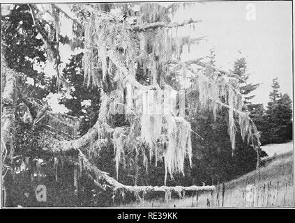 . La botanique pratique. La botanique. 496 PEACTICAL la botanique et d'algues vertes. De conifères ou de forêts de bois dur (sect. 446) contiennent des assemblages variés d'herbes, d'arbustes et d'arbres. La végétation de l'étang et celle de la forêt sont de bons exemples d'associations. Une association de plantes est un ensemble de plantes, généralement con- sisting de plusieurs genres {peut-être comprenant de nombreuses espèces'), de l'aspect quelque peu semblables, vivant ensemble essentiellement dans simi- lar conditions. Il est important de remarquer que même une petite zone. Fig. 370. Une xérophyte flowerless (le lichen Usnea) croissant sur les conifères dans le Maine woods peuvent conta Banque D'Images