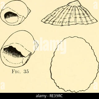 . Géographie animale écologique ; une édition autorisée, réécrite en fonction de Tiergeographie ockologischer auf Grundlage. Zoogéographie -- distribution géographique ; l'écologie animale. La PYRAMID 203 connu dans laquelle la sécrétion de la plante de chiton percé des tuyaux de plomb de 7 mm. d'épaisseur. La forme de la coquille est également influencé par la force des vagues (cf. p. 152). Au niveau de le Fucus, les individus de la moules comestibles à- compte-tours eux-mêmes pour les rochers avec leur byssus ; pour la plupart, ils n'atteignent pas la zone laminarian. Ces moules prospèrent mieux là où ils sont les plus exposés au format wav Banque D'Images