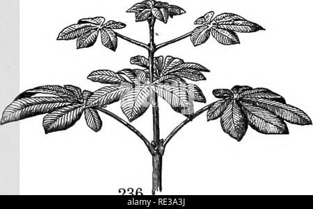 . Un cours pratique de botanique, avec une référence particulière à ses roulements sur l'agriculture, de l'économie, et de l'assainissement. La botanique. 198. Héliotropisme - " tourne avec le soleil" (c'est le nom donné à l'évolution journalière des plantes comme le tournesol et le coton en tournant leurs feuilles ou leurs. 236 Figs. 235, 236.-cheval - châtaignier feuilles : 235 feuilles, rosette vu de dessus ; 236, le même vu sidewise, montrant la formation de rosettes par l'allongement de la partie inférieure de pétioles. fleurs d'face au soleil. Si vous habitez où le coton est cultivé, avis les feuilles dans un champ à 10 heures on a bright sunny Banque D'Images