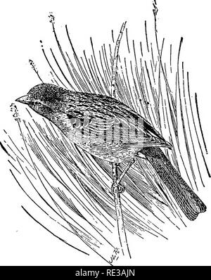 . Les nids et les œufs des oiseaux de l'Amérique du Nord. Les oiseaux ; les oiseaux. Des oiseaux de l'AMÉRIQUE DU NORD8. 381 marques sont plus grandes et plus d'une teinte rougeâtre que dans ceux de la première espèce. Un ensemble de trois œufs contenant la plus petite pièce les tailles suivantes : .62x.48, .63x .48, .63X49 ; l'une des quatre plus grandes avec des œufs, .69x.53, .64x.52, .67x.53, .64x.52. 563. Domaine SPAEBOW. Spizella pusilla (Wils.) geog. Dist.-est des États-Unis et le Sud du Canada, à l'ouest jusqu'à la périphérie des grandes plaines. Le Bruant des champs est une espèce abondante dans l'Est des États-Unis où il peut être vu pendant les mois d'fréquentant le Banque D'Images