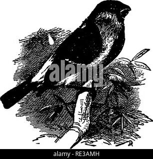 . Les nids et les œufs des oiseaux de l'Amérique du Nord. Les oiseaux ; les oiseaux. Oiseaux de l'AMÉRIQUE DU NORD. 3SS. * * Bouvreuil européen. 517. PURPLE pincée. Carpodacus purpureus (Gmel.) geog. Dlst-est Nord. L'Amérique. Races de northem United States nortliward. Appelé Purple Rose, Crimson Finch ou Linnet. Il est constaté régulièrement d'élevage dans les états du nord des États-les Dakotas, Minnesota, Wisconsin, Michigan, etc., vers le nord, et est dit avoir été trouvé nestijig dans le nord de l'Illinois. Un oiseau abondant en Nouvelle Angleterre, où sa douce chanson, de couleurs vives et de disposition sociable en ont fait un oiseau favori. Il Banque D'Images