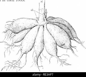 . Introduction à la botanique. La botanique. Les aliments dans 45 usines s'il n'a pas jusqu'à la semence l'été prochain après qu'il a été planté ; et le plant de coton, le lima bean, la tomate, et le ricin sont des plantes qui iustances avec nous sont activée culti comme des annuelles, butwhicli dans des climats chaud vivre plusieurs vears, le ricin growiug le mto un grand, près d'arbre ou buisson. Des plantes qui vivent depuis plus d'un an ont habituellement la nourriture stockée dans leurs racines.. Fig. 30. Regroupés, de racines charnues du dahlia, avec beaucoup d'aliments végétaux stockés, au début du printemps St, vestiges de l'année dernière ; souches sh, jeunes pousses début Banque D'Images