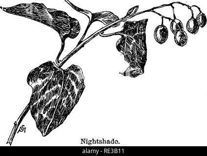 . Champ de fleurs familières et jardin ;. La botanique. Septembre et Novembre. 243 trace de scai-laisse. Thoreau a été bien apprécié de la couleur, qu'il a souvent décrit avec précision ; il dit, faisant allusion aux petits fruits morelle : " Je ne sais pas. Morelle. Toute belle et plus gracieuse des grappes de cymes de ces retombant parfumé ou translucide, de couleur cerise baies elliptiques." Le grand, escalade, tiges ligneuses sont couverts de ternes, bleu-vert, sharp- fait, feuilles en forme de cœur avec vari- ations comme mes croquis, par laquelle on peut facilement identifier l'arbuste. Elle pousse dans un sol humide, Banque D'Images