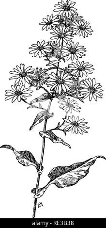 . Champ de fleurs familières et jardin ;. La botanique. 230 fleurs FAMILIER CHAMP OP ET JARDIN. centres. Les feuilles ondulées ont une variété de formes qu'ils poussent le long de la tige rougeâtre ; les plus basses sont en forme de coeur, et la partie supérieure sont celles qui ont des tiges de torchage singulièrement fermoir qui la tige principale de la plante ; et celles qui jouxtent les tiges florales sont petites et très pointues. Cette variété de fleurs au début du mois d'août. A. spectabilis est l'un des plus beaux de la famille des asters, bien que ses capitules sont quelques uns. Elle se développe le long de la côte entre le New Hampshire et du New Jersey, où le sol sableux est q Banque D'Images
