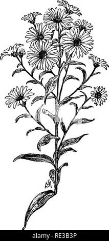 . Champ de fleurs familières et jardin ;. La botanique. 228 fleurs FAMILIERS DE CHAMP ET JARDIN. et les rayons sont mauve avec une courbure assez ; la feuille a une forme allongée en forme de coeur et pousse près de la tige. La fleur pousse individuellement sur une fine tige qui porte un peu de peu de folioles. La tige principale, qui est d'environ deux pieds de haut, est présenté ci-dessous avec très peu de poils. A. Anglim JVovw, le New England aster, est com- mun partout, et se développe plus grand que la variété précédente ; peut-être sa tige atteint une hauteur moyenne de cinq pieds. La fleur est un peu plus petite que celle de A. patens, bu Banque D'Images