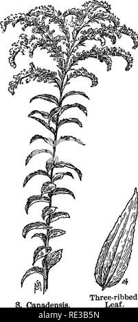 . Champ de fleurs familières et jardin ;. La botanique. D'août à novembre. 219 nombre de branches plus petites avec peu de feuilles, terminat- ment avec de petites grappes de fleurs regroupées. La tige a ramassé des feuilles larges, et se développe presque aussi grand que S. canadensis. C'est une espèces à floraison précoce. S. lanceolata est une va- riety dont les souches hautes est défini à feuilles étroites sans dents, et se termine par une fleur à sommet plat dense clus- ter, qui est jaune verdâtre. Le panache de ce varie- ty est trop plate et avec des touffes d'être confondus avec ceux de la courbe avec grâce les autres variétés. 8. Banque D'Images