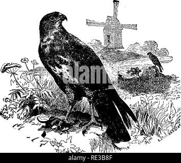 . Les nids et les œufs des oiseaux de l'Amérique du Nord. Les oiseaux ; les oiseaux. Oiseaux de l'AMÉRIQUE DU NORD. 207. 330. Buzzard (européenne de Brehm). quadrupèdes, l'écureuil roux, spermophiles et moles, masse et le reste de ces rongeurs peuvent toujours être trouvés dans ce nid d'oiseau contenant les jeunes. Le Hawk sera toujours trouvé commun où ces petits animaux sont les plus abondants. Le nid est placé dans de hauts arbres dans un lieu clos ; il est grand et volumineux, bien que relativement superficielle ; faites de branches et de brindilles, mélangés avec les enveloppes de maïs, herbe, mousse, et à l'intérieur se trouve un peu de plumes. Parfois le nid abandonné d'un ORC Banque D'Images