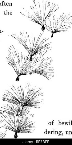. Champ de fleurs familières et jardin ;. La botanique. Millcweerl vers le bas. d'bewil- dering, ONU- fluflf blanc facile à gérer. Puis il y a des vague parle de stuff- ment les oreillers et tout ce genre de choses ; mais la première tentative de manipulation de la loi- moins, aéré vers le bas se traduit généralement par une confusion désastreuse, et wholfr. Veuillez noter que ces images sont extraites de la page numérisée des images qui peuvent avoir été retouchées numériquement pour plus de lisibilité - coloration et l'aspect de ces illustrations ne peut pas parfaitement ressembler à l'œuvre originale.. Mathews, F. Schuyler (Ferdinand Schuyler), 1854-1938. New York, D. Apple Banque D'Images