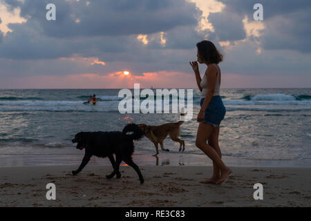 Le chien de Tel Aviv beach Banque D'Images