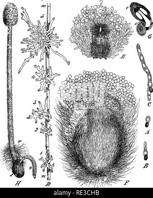 . Un manuel de botanique cryptogamique. Les cryptogames. 39° champignons qu'elle est donc manifeste que, dans ces types simples nous avons répété beaucoup le même ordre de choses comme tremelloid Uredinese dans le. C'est peut-être plus frappant dans le cas de l'Exobasidium, d'où la transition est facile à l'Tremellineae. La couche d'basids les basidiospores et peut être comparée avec la couche d'teleutospores, tandis que la division transversale. Fig. 518.-Coprimts stercorarius Fr. A, B, et C, germination de spore par étapes successives. D portionof mycele, m, avec cinq premiers stades de développement du champignon. S et F, furth Banque D'Images