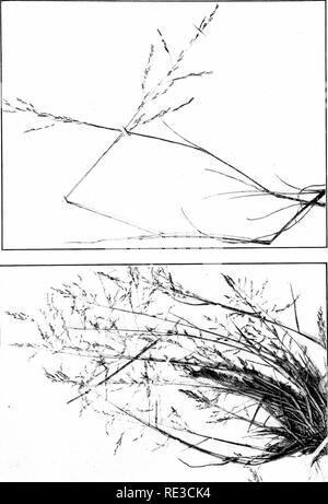 . Le livre d'herbes ; un guide illustré de la politique commune de l'herbe, et la plus commune des joncs et carex. Juncaceae Cyperaceae ; graminées ;. . Veuillez noter que ces images sont extraites de la page numérisée des images qui peuvent avoir été retouchées numériquement pour plus de lisibilité - coloration et l'aspect de ces illustrations ne peut pas parfaitement ressembler à l'œuvre originale.. Francis, Mary Evans. Garden City, N. Y., Doubleday, Page &AMP ; Co. Banque D'Images