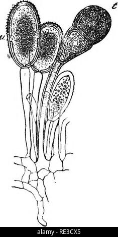 . Un manuel de botanique cryptogamique. Les cryptogames. .Fig. 274,-Puccinia graminis Pers. t, teleutospores" ; les spores, uredo-(x 390). (Selon Sachs.). Veuillez noter que ces images sont extraites de la page numérisée des images qui peuvent avoir été retouchées numériquement pour plus de lisibilité - coloration et l'aspect de ces illustrations ne peut pas parfaitement ressembler à l'œuvre originale.. Bennett, Alfred W. (Alfred William), 1833-1902 ; Murray, George Robert Milne, 1858-. Londres, New York, Longmans, Green, and Co. Banque D'Images