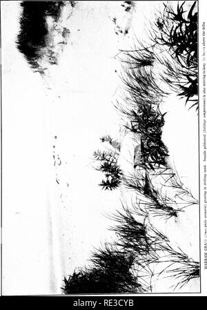 . Le livre d'herbes ; un guide illustré de la politique commune de l'herbe, et la plus commune des joncs et carex. Juncaceae Cyperaceae ; graminées ;. . Veuillez noter que ces images sont extraites de la page numérisée des images qui peuvent avoir été retouchées numériquement pour plus de lisibilité - coloration et l'aspect de ces illustrations ne peut pas parfaitement ressembler à l'œuvre originale.. Francis, Mary Evans. Garden City, N. Y., Doubleday, Page &AMP ; Co. Banque D'Images