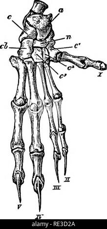 . Texte livre de zoologie. Zoologie. 498. Vertehrata ; membrane l'hallux est désireux ou rudimentaires, j'^. ' Alors que dans d'autres marsupiaux l'avant-jambe a cinq chiffres, bien développée dans l'un des deux genres de les Bandicoots (Peraineles) la première et cinquième doigts sont très dégénérée et dépourvu de griffes, dans l'autre (Chceropus) ils sont totalement absentes, et le quatrième est également devenu rudimentaire. Dans le vrai Bandicoot (Perameles), un rudiment de l'hallux est présent, le quatrième est le meilleur développé orteil ; dans le cochon-Cliceropus {Bandicoot à pieds) (Fig. 403 c), le rudiment de l'hallux est de vouloir Banque D'Images