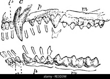 . Texte livre de zoologie. Zoologie. La classe 6. Mammalia. 483 Il peut être faible et large^ fournis witli arrondie ou pointue des tubercules, ou il peut être bien compressé et dentelée à l'extrémité ; ou encore, il peut être traversé par de fortes crêtes transversales ou longitudinales séparées par des vallées, qui peut être si profond que pour atteindre la base de la Couronne (p. ex., dans les molaires de l'éléphant). Sillons perpendiculaires peuvent également se produire sur les côtés des dents ; habituellement, les plis plus profonds sont partiellement ou complètement rempli avec du ciment (chez le cheval et l'éléphant). Au cours de l'utilisation, l'émail, en particulier dans les dents plissées, est ve Banque D'Images