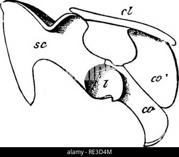 . Texte livre de zoologie. Zoologie. La classe 6. Mammalia. 477 portions et postérieur, et attachée par son extrémité antérieure au sternum ; une clavicule se produit également, s'étendant de la pointe de l'omoplate à l'episternum, tout comme dans Eeptiles. Dans tous les autres mammifères, cependant, il y a une modification considérable ; l'Apophyse coracoïde* est devenu rudimentaire, et n'atteint pas le sternum : il marie tôt dans la vie avec l'omoplate, et n'est représenté que par une projection dans la fin de cette ventrale, l'Apophyse coracoïde. L'omoplate est habituellement une large plate, la partie supérieure de ce qui demeure généralement parD ; cartilagineux Banque D'Images