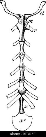 . Texte livre de zoologie. Zoologie. La classe 6. Mammalia. 473 sacrum ; les fausses côtes, plus courte. Le sternum, qui est presque toujours longue et étroite, consiste dans un premier temps d'une masse cartilagineuse, dans lequel une série d'affiche des ossifications plus tard ; ce dernier restent généralement séparer tout au long de la vie, de sorte que le sternum adultes conserve un aspect ; transmission de temps en temps ils le fusible dans une large mesure (comme dans l'homme), la commune la plus antérieure, le manubrium, est généralement un peu plus large que les autres ; à cela la première paire de côtes sont attachés, tandis que les autres vraies côtes sont jointes aux jonctions de t Banque D'Images