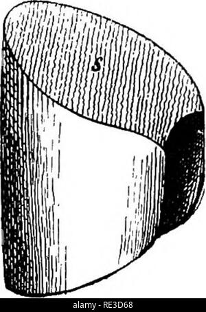 . Texte livre de zoologie. Zoologie. La classe 6. Mammalia. 469 un (ruminants). Les glandes mammaires ou, qui varient en nombre (1 à 7, la plupart de ces animaux qui produisent beaucoup de jeunes à la fois), se trouvent dans deux lignes sur l'aspect ventrale du corps. Ils ai'e de taille considérable et bien ramifiées ; les terminaisons sont vésiculaire, et pour cette raison les glandes sébacées étaient auparavant considérées comme ; la comparaison avec ceux des monotrèmes démontre, cependant, qu'ils sont vraiment sudoriparous. Pendant la gestation les glandes mammaires augmentent en taille et en complexité, auJ sont fonctionnels pendant un certain temps après Banque D'Images