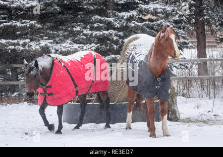 Beaux chevaux porter des couvertures de cheval pour les garder au chaud que la neige tombe sur chilly journée d'hiver dans le sud de l'Alberta, Canada. Banque D'Images