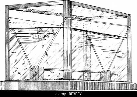 . Les variétés de poissons rouges et les poissons d'aquarium tropicaux ; un guide complet pour aquariums et des sujets connexes. Les aquariums ; poissons rouges. 231 Appareils de l'AQUARIUM poisson peut manger. Aussi un certain nombre d'escargots dans la basse ])art de l'aquarium ou le bocal sera nécessaire pour consommer la nourriture qui tombe à travers l'ouverture. Les escargots doivent respirer de l'air, donc gardez le'eau cl un peu. Fig. 217. Piège pour aquarium Poissons Bébé ci-dessous les bords supérieurs des volets en pente. Un point important est de frotter oft" les bords du verre, comme le poisson, si effrayé, peut blesser elle-même essaie d'obtenir grâce à la petite séparation.. Veuillez noter Banque D'Images