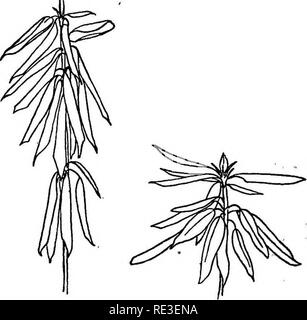 . Texte pratique-livre de physiologie végétale. Physiologie végétale. A B C Fig. 43. Succursale de Rhododendrum permanent maximum dans la cuve d'eau. A, montrant la position des feuilles une minute après le retrait d'une pièce chaude. B, même, une mi- nute plus tard ; la circulation des feuilles a commencé. C, branche avec feuilles d'une position chaud normal environ cinq minutes après le retrait d'une pièce chaude. Après Harshberger. ature sous zéro C. et notez l'inversion du mouvement, qui sera beaucoup plus lente. Tester la rigidité des pétioles lorsque dans une de- position appuyé. Les lax l'état de la leaf suggère que la réaction est due à Lowe Banque D'Images