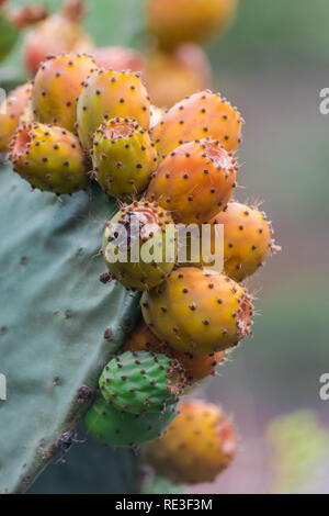 Fruits de figue de Barbarie (Opuntia ficus-indica) Banque D'Images