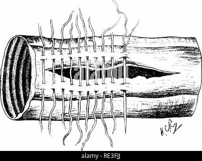 . Les coliques du cheval ; leurs causes, symptômes, diagnostic et traitement. Les coliques ; Chevaux. i62 les coliques du cheval à travers les couches musculaires et séreuses ; la muqueuse ne doit pas être percé. L'aiguille pénètre dans }" à partir de la plaie, passe par muscle pour -J- inch puis perce -séreux J 3 cm du bord de la plaie. Il est ensuite transporté à travers la plaie, ré-inséré -J- 81 cm du bord, puis au travers de muscle pour ^ inch, et firent sortir J de la blessure." Un regard sur le diagramme (Fig. 7) permettra à quiconque de comprendre le cours de. Fig. 7-Lemeert', Sutures.s Banque D'Images