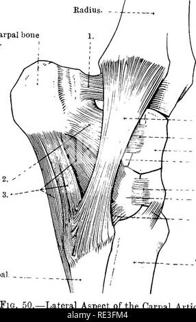 . L'anatomie topographique des membres du cheval. Les chevaux, la physiologie. 72 Anatomie d'TOPOGEAPHIGAL dissector devrait satisfaire lui-même quant à l'étendue et la nature de l'mouvements possibles. Il est évident que l'arrangement lui-même des os points à la charnière-comme le caractère de l'ensemble des articulations. Plus la libre circulation est clairement l'un de flexion et extension ; mais cela, il faut le rappeler, est le résultat de la somme des mouvements entre le rayon et le carpe, et entre les deux rangées de l'ex-os carpiens contribuant plus que les derniers. Entre l'extrémité distale des os et ligne t Banque D'Images