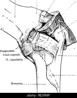 . L'anatomie topographique des membres du cheval. Les chevaux, la physiologie. Les MEMBRES DE LA HOESE 67 rapport. Énumérés par derrière vers l'avant, ces structures sont les suivantes :-l'volar ramus du métacarpien palmaire ; l'artère dorsale numérique ; le rameau du nerf ; la veine numérique ; une succursale de la dorsale ramus du nerf. Dans l'examen de cette région du point de vue chirurgical, il est également nécessaire de rappeler que la dorsale et palmaire rami de chaque nerf sont reliés par des filaments anastomotique, avec l'omoplate. Coraooid processus. L'origine des m. biceps brachii. , / ^ M. supr Banque D'Images