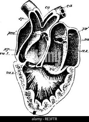 . Un texte-livre de physiologie animale, avec des chapitres d'introduction sur la biologie générale et un traitement complet de la reproduction ... La Physiologie, comparatif. La circulation du sang. 257 comme un exemple de l'influence de vannes et de sang-presse- ure sur la distribution du sang nous pouvons prendre le cas de la tortue, dans lequel le sujet a été le plus étudié avec soin.. Veuillez noter que ces images sont extraites de la page numérisée des images qui peuvent avoir été retouchées numériquement pour plus de lisibilité - coloration et l'aspect de ces illustrations ne peut pas parfaitement ressembler à l'œuvre originale.. Mills, W Banque D'Images