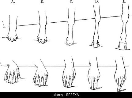 . L'anatomie topographique des membres du cheval. Les chevaux, la physiologie. TOPOGEAPHICAL 32 Anatomie d'un ensemble est en augmentation en longueur, son rapport au sol est devenu peu à peu modifiés et de plus en plus restreint. Non seulement le seul les chiffres restants élaborés de façon à être maintenant capable de soutenir tout le poids du corps ; elle le fait en contact avec le sol par son extrême fin uniquement. C'est, le cheval moderne n'est plus : il est unguligrade digitigrades. L'os de l'avant-bras ont également subi un changement frappant. Bien que le rayon a augmenté en taille et en force, Banque D'Images