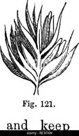 . Les herbes et les plantes fourragères. Un traité pratique. Comprenant l'histoire naturelle ; leur valeur nutritionnelle comparative ; les méthodes de culture, la coupe, et guérir, et la gestion des terres d'herbe aux États-Unis et provinces britanniques. Les plantes fourragères graminées ;. pour la Fig. 120. Du chien à crête-queue. puis étalez-les,. tenir dix minutes, puis distribués à l'eau de javel pour huit jours. Un autre mode de traitement est de les maintenir dans l'eau bouillante pendant une heure, et eux bien humidifiées. Veuillez noter que ces images sont extraites de la page numérisée des images qui peuvent avoir été retouchées numériquement pour plus de lisibilité - Banque D'Images