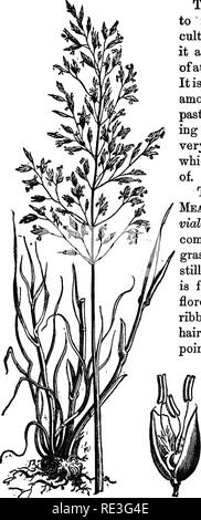 . Les herbes et les plantes fourragères. Un traité pratique. Comprenant l'histoire naturelle de leur valeur nutritionnelle comparative ; les méthodes de culture, la coupe, et guérir, et la gestion des terres d'herbe aux États-Unis et provinces britanniques. Les herbes, les plantes fourragères. BOUGH TIGE D'HERBE DE PRAIRIE. 85 S'il n'a jamais, à ma connaissance, ' été cultivée dans ce pays, il me paraît digne d'attention pour les sols humides. C'est certainement d'être classés parmi les bonnes graminées de pâturage à l'ombre, fournir une amende- ment, succulentes et nutritive, de l'herbage très bovins qui sont très friands. Les tiges Mead Banque D'Images