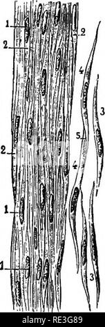 . Un texte-livre de physiologie animale, avec des chapitres d'introduction sur la biologie générale et un traitement complet de la reproduction ... La Physiologie, comparatif. Les tissus contractiles. 167 est formé. Ceci, dans le supérieur, se termine dans des extrémités inélastique, adaptable aux leviers qu'il peut être nécessaire de se déplacer (les os).. Veuillez noter que ces images sont extraites de la page numérisée des images qui peuvent avoir été retouchées numériquement pour plus de lisibilité - coloration et l'aspect de ces illustrations ne peut pas parfaitement ressembler à l'œuvre originale.. Mills, Wesley, 1847-1915. New York, D. Appleto Banque D'Images